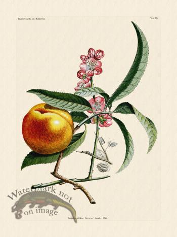 Wilkes Butterflies 057